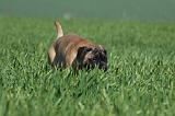 BULLMASTIFF 523